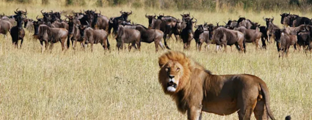 Safari in tanzania best time​