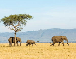 safari in tanzania best time