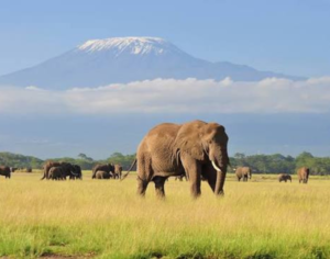 tanzania holidays​ safari