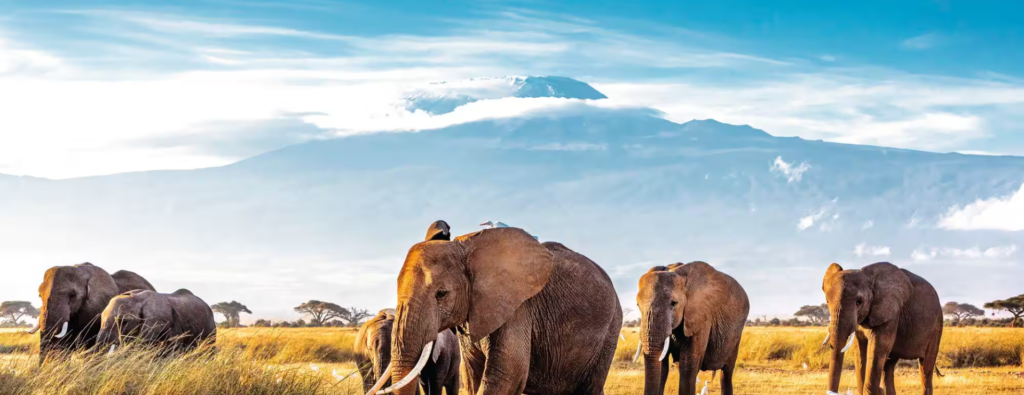 tanzania holidays​ safari