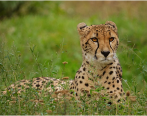 tanzania holidays​ safari