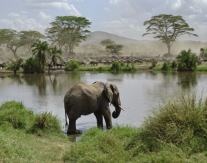 tanzania holidays​ safari