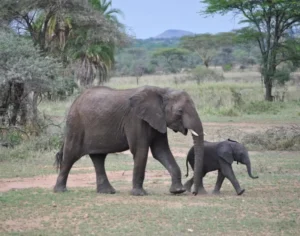 trip to tanzania