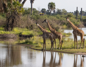 trip to tanzania safari​