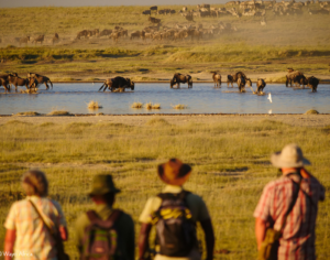 trip to tanzania safari​