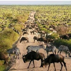 4 Days Tanzania Group Safari: Serengeti, Ngorongoro Crater & Tarangire