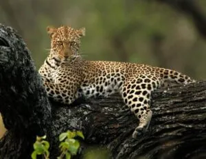 4 Days Tanzania Group Safari: Serengeti, Ngorongoro Crater & Tarangire
