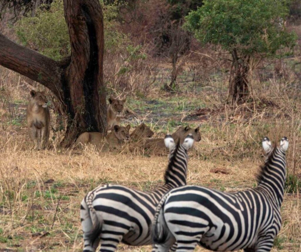 Best time to visit Serengeti National Park
