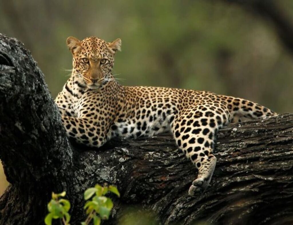 best time to visit serengeti