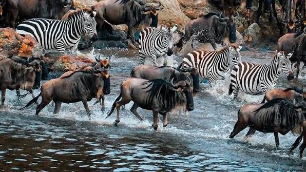 When Is the Great Migration in Tanzania