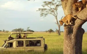 Ostafrika-Safari-Reiseplan (10 Tage)