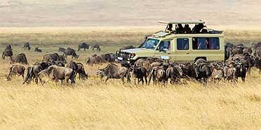 Best Tanzania Safari Operator in 2026/2027