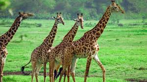 3 Days Tanzania Group Safari: Tarangire, Ngorongoro Crater & Lake Manyara