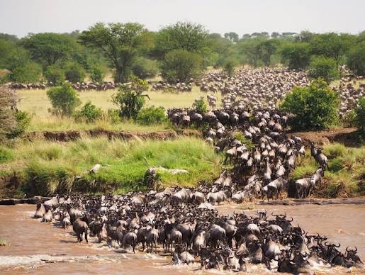 When Is the Great Migration in Tanzania