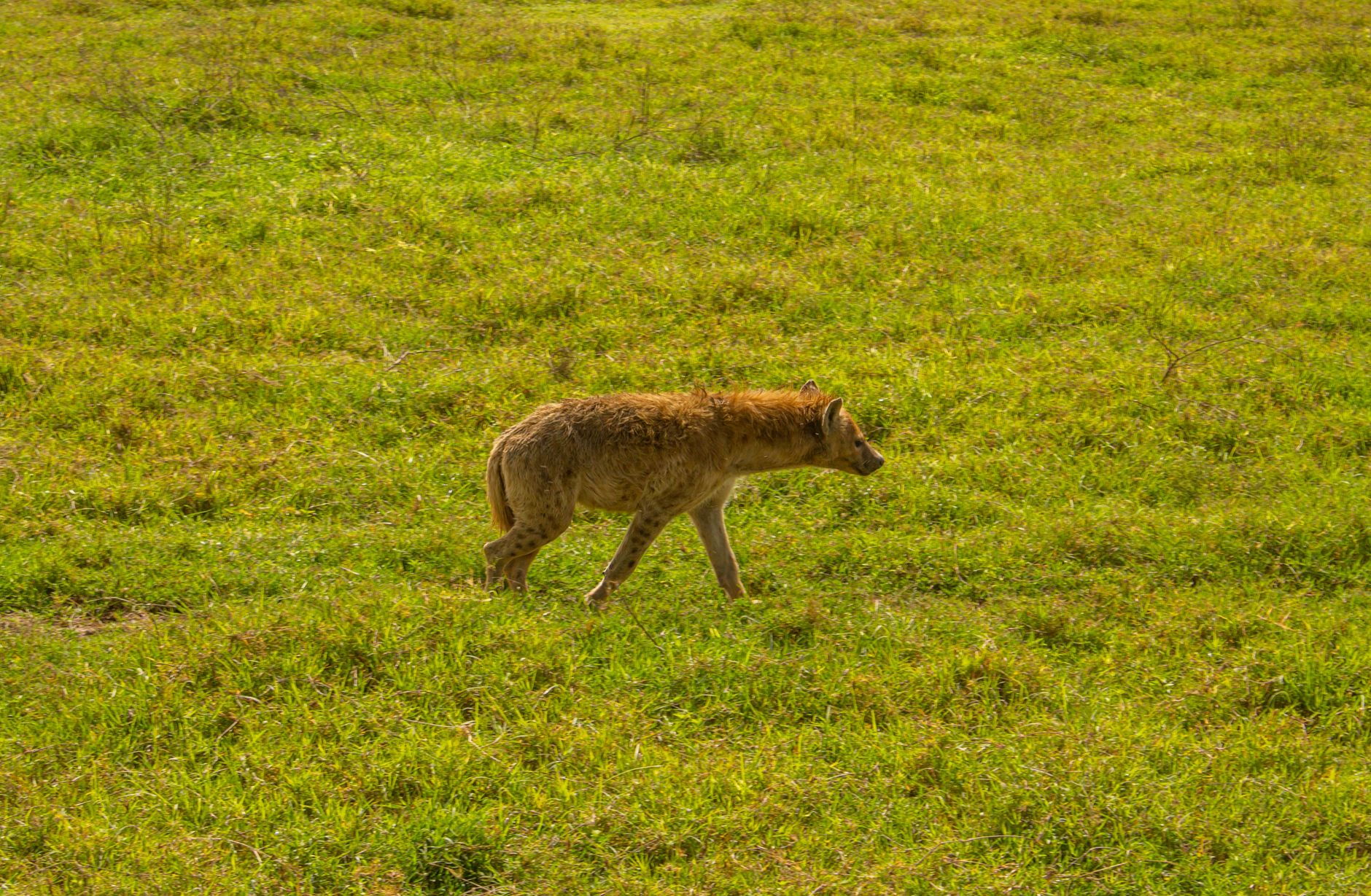 Tanzania Safari from Italy