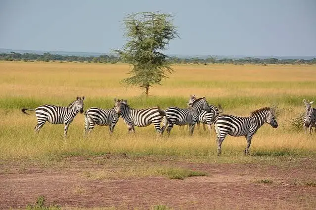 Best African Safari Tours