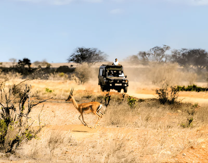 African Tours and Safaris