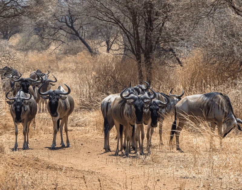 Serengeti National Park Safari