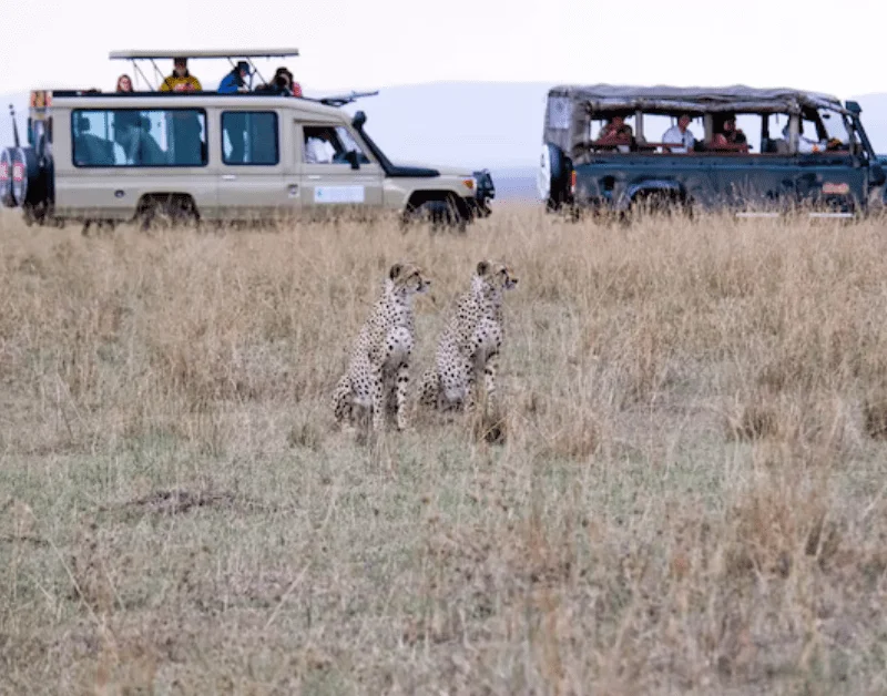 Luxury Tanzania Safari Tours