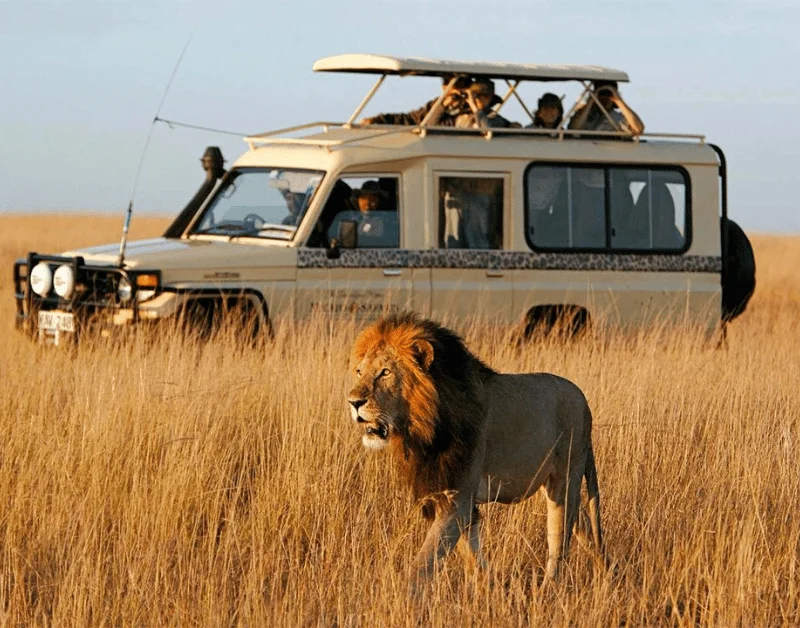 Tanzania Safari Tours
