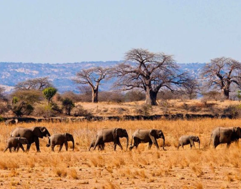 african safari kenya and tanzania​