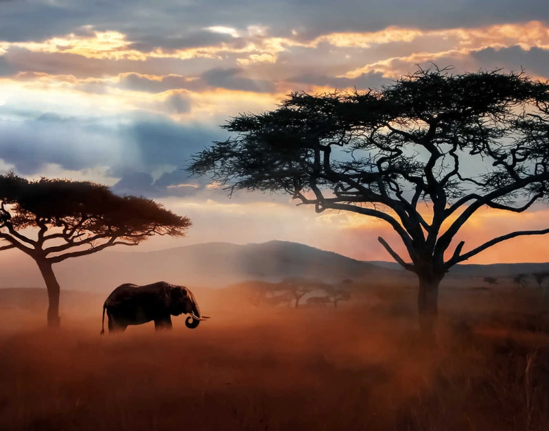 african safari kenya and tanzania​