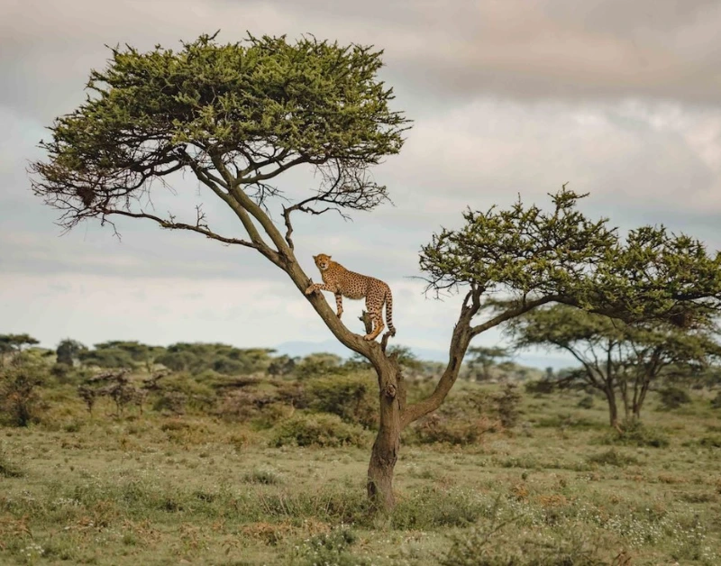 african safari tanzania