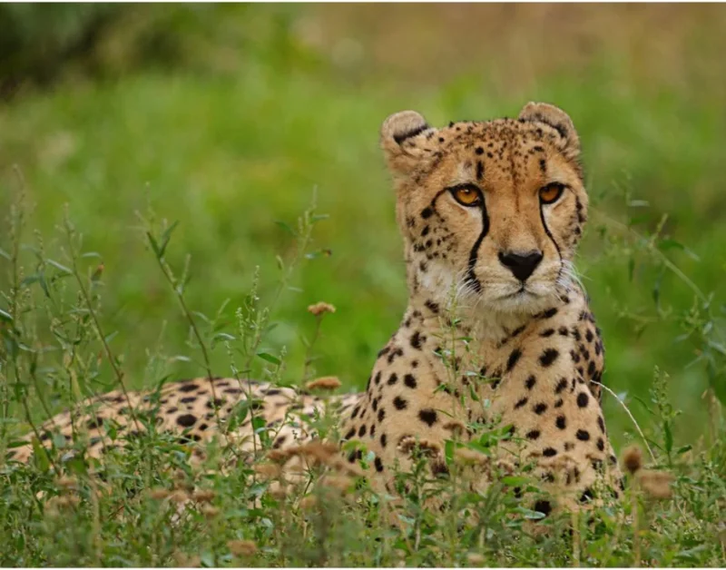 tanzania holidays​ safari